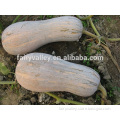 Hybrid pumpkin seeds For Growing-You Feng Mi